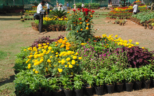 Flower show